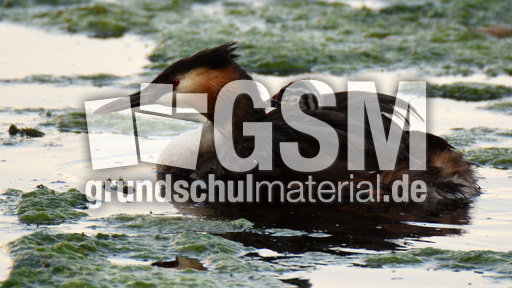 Haubentaucher (9).jpg